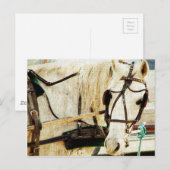 Gray Amish Buggy Horse Briefkaart (Voorkant / Achterkant)