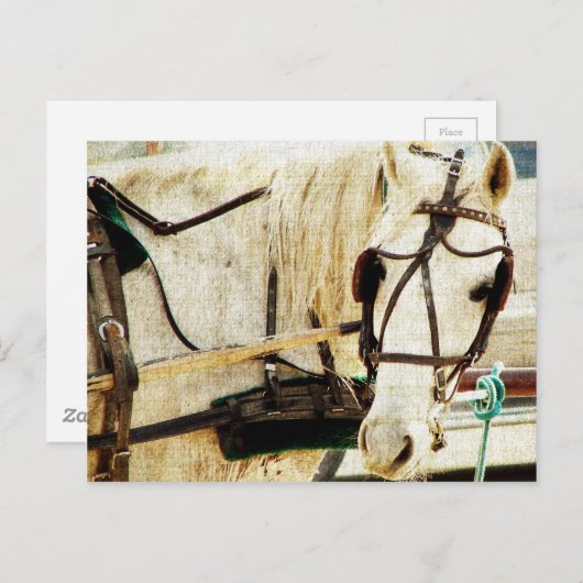 Gray Amish Buggy Horse Briefkaart (Voorkant / Achterkant)
