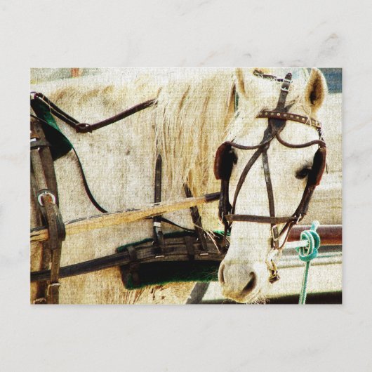 Gray Amish Buggy Horse Briefkaart (Voorkant)