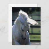 Gray Andalucian Bucking Headshot met achtergrondve Briefkaart (Voorkant / Achterkant)