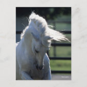 Gray Andalucian Bucking Headshot met achtergrondve Briefkaart (Voorkant)