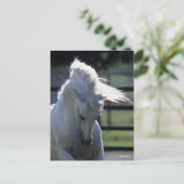 Gray Andalucian Bucking Headshot met achtergrondve Briefkaart (Staand voorkant)