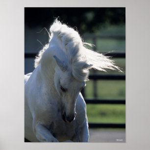 Gray Andalucian Bucking Headshot met achtergrondve Poster