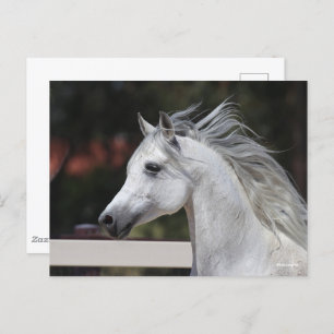 Gray Arab Stallion headshot Mane die stroomt Briefkaart