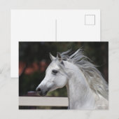 Gray Arab Stallion headshot Mane die stroomt Briefkaart (Voorkant / Achterkant)