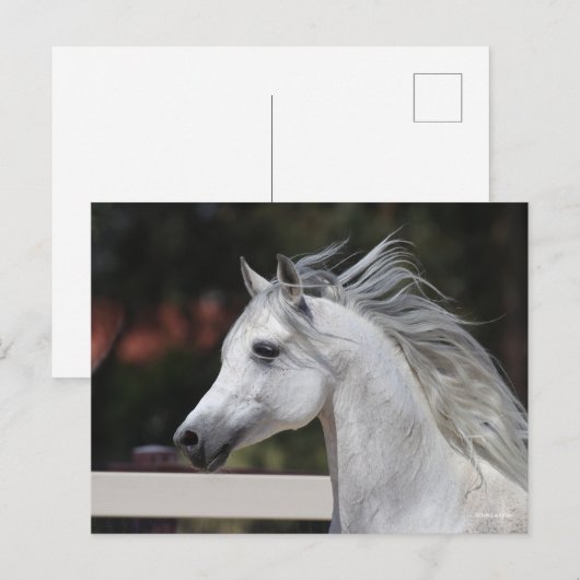 Gray Arab Stallion headshot Mane die stroomt Briefkaart (Voorkant / Achterkant)