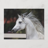 Gray Arab Stallion headshot Mane die stroomt Briefkaart (Voorkant)