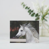 Gray Arab Stallion headshot Mane die stroomt Briefkaart (Staand voorkant)