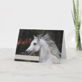Gray Arab Stallion headshot Mane die stroomt Kaart (Voorkant)