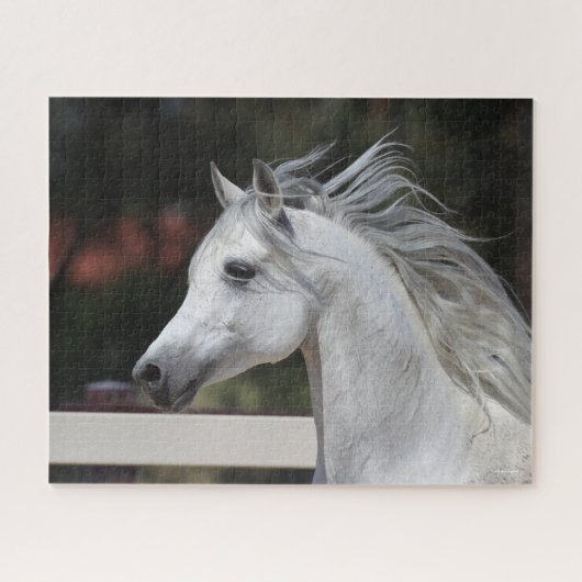 Gray Arab Stallion headshot Mane die stroomt Legpuzzel (Horizontaal)
