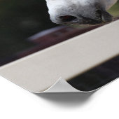 Gray Arab Stallion headshot Mane die stroomt Poster (Hoek)