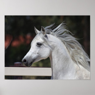 Gray Arab Stallion headshot Mane die stroomt Poster