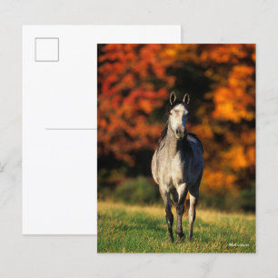 Gray Arab Standing Autumnal Background Briefkaart