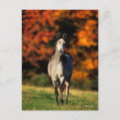 Gray Arab Standing Autumnal Background Briefkaart (Voorkant)