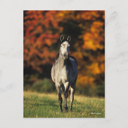 Gray Arab Standing Autumnal Background Briefkaart (Voorkant)