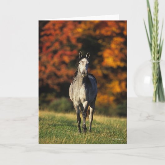 Gray Arab Standing Autumnal Background Kaart (Voorkant)