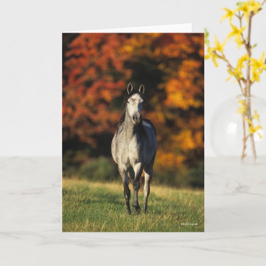 Gray Arab Standing Autumnal Background Kaart (Gele Bloem)