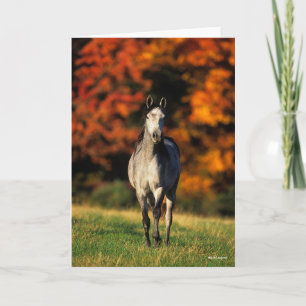 Gray Arab Standing Autumnal Background Kaart