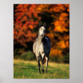 Gray Arab Standing Autumnal Background Poster (Voorkant)