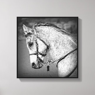 Gray Arabian Horse Canvas Afdruk
