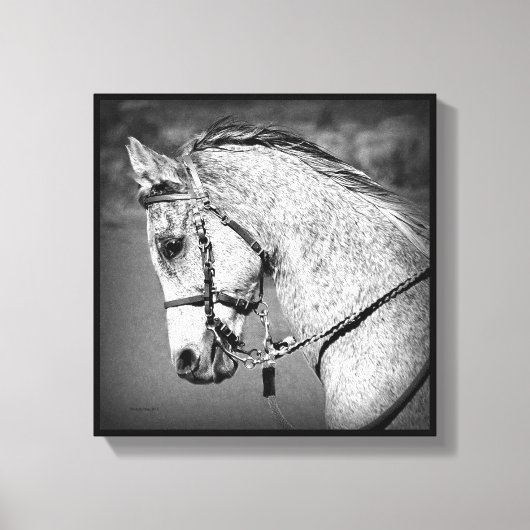 Gray Arabian Horse Canvas Afdruk (Voorkant)