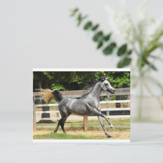 Gray Arabian Stallion Briefkaart (Staand voorkant)