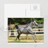 Gray Arabian Stallion Briefkaart (Voorkant / Achterkant)