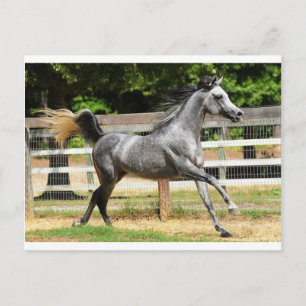 Gray Arabian Stallion Briefkaart