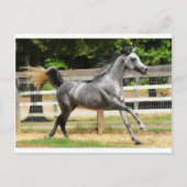 Gray Arabian Stallion Briefkaart (Voorkant)