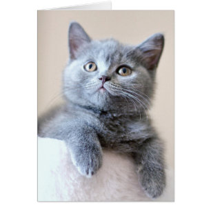 Gray British Shorthair Cat