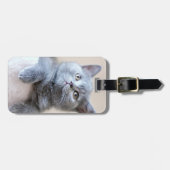 Gray British Shorthair Cat Bagagelabel (Voorkant horizontaal)