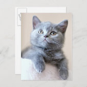 Gray British Shorthair Cat Briefkaart (Voorkant / Achterkant)