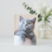 Gray British Shorthair Cat Briefkaart (Staand voorkant)