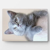 Gray British Shorthair Cat Fotoplaat (voorkant)