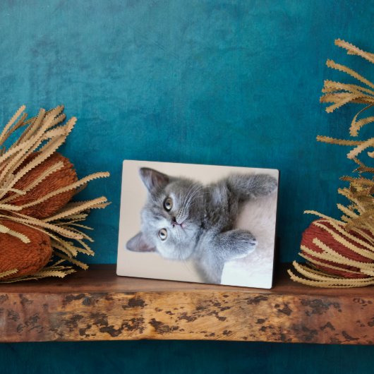 Gray British Shorthair Cat Fotoplaat (Zijkant)