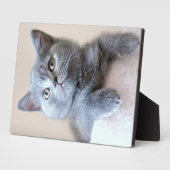 Gray British Shorthair Cat Fotoplaat (Zijkant)