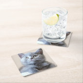 Gray British Shorthair Cat Kartonnen Onderzetters (Insitu)