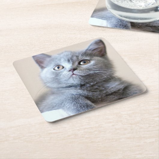 Gray British Shorthair Cat Kartonnen Onderzetters (Schuin)