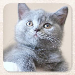 Gray British Shorthair Cat Kartonnen Onderzetters