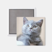Gray British Shorthair Cat Magneet (Voorkant / Achterkant)