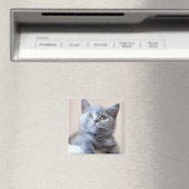Gray British Shorthair Cat Magneet (Insitu (Vaatwasser))