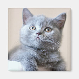 Gray British Shorthair Cat Magneet