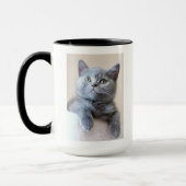 Gray British Shorthair Cat Mok (Links)