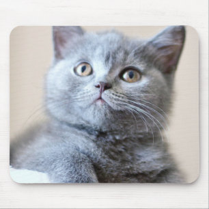 Gray British Shorthair Cat Muismat