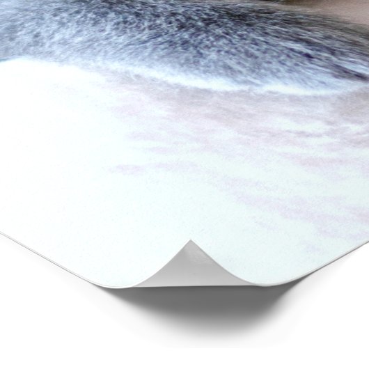 Gray British Shorthair Cat Poster (Hoek)