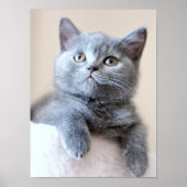 Gray British Shorthair Cat Poster (Voorkant)