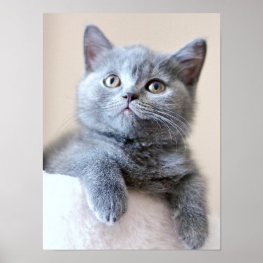 Gray British Shorthair Cat Poster (Voorkant)