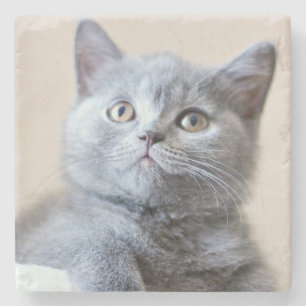 Gray British Shorthair Cat Stenen Onderzetter