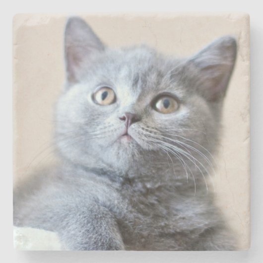 Gray British Shorthair Cat Stenen Onderzetter (Voorkant)