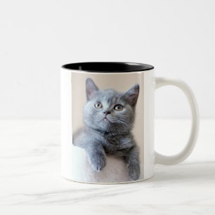 Gray British Shorthair Cat Tweekleurige Koffiemok